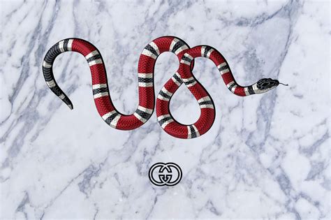 gucci wallpaper snake hd|gucci snake background.